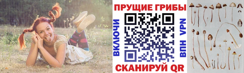 как найти   Красный Сулин  Галлюциногенные грибы ЛСД 