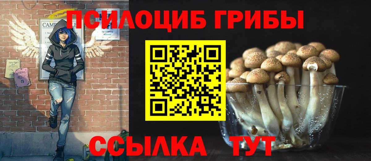 Псилоцибиновые грибы Cubensis  Вход с VPN  Красный Сулин 